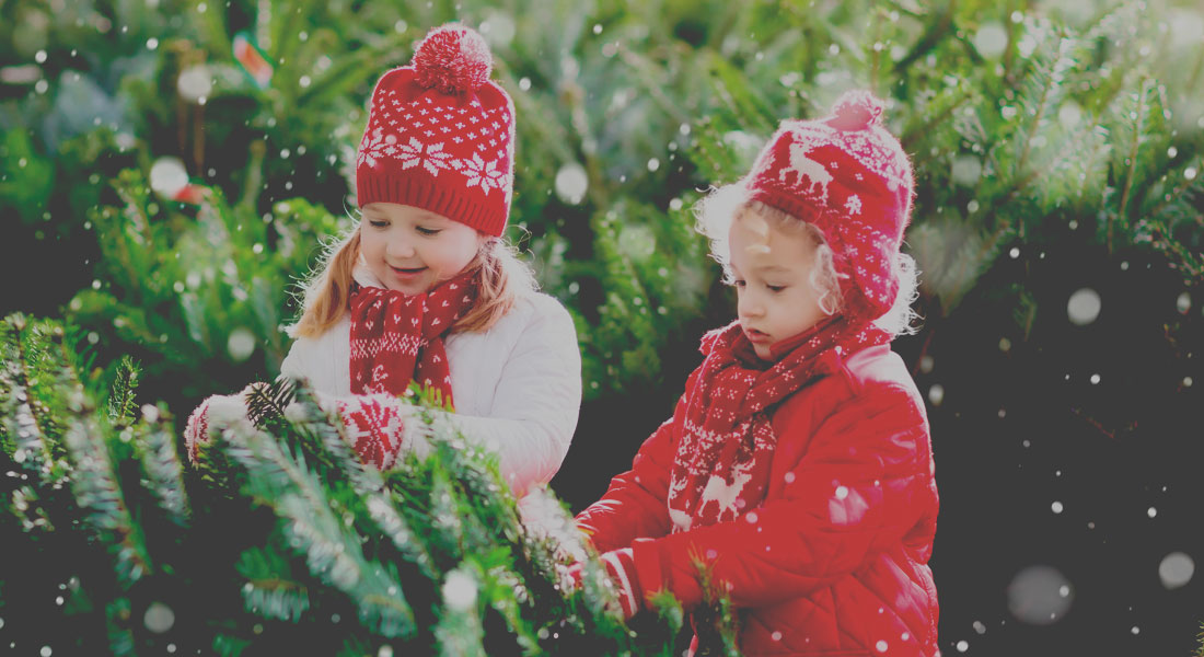 Christmas Trees - Leamington Spa